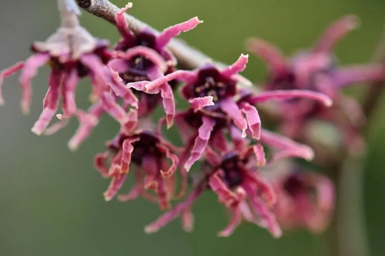 Hamamelis Vernalis - View 18 from www redcrocus com