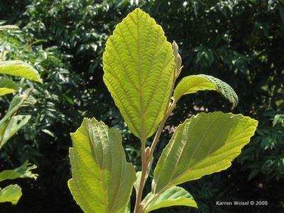 Hamamelis Vernalis - View 19 from www redcrocus com