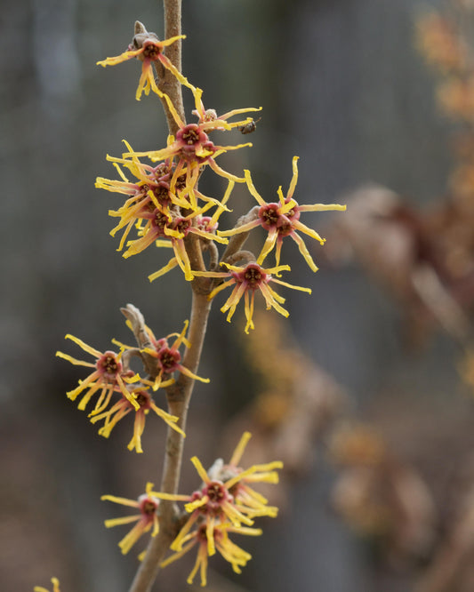 Hamamelis Vernalis - View 1 from www redcrocus com