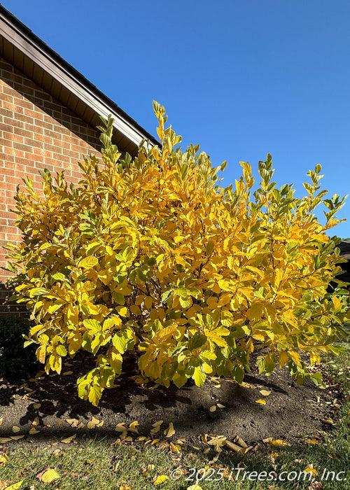 Hamamelis Vernalis - View 20 from www redcrocus com