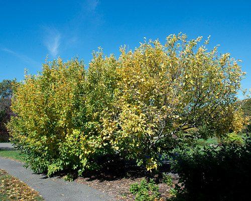 Hamamelis Vernalis - View 21 from www redcrocus com