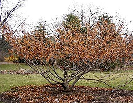 Hamamelis Vernalis - View 23 from www redcrocus com