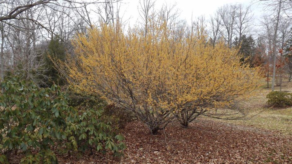 Hamamelis Vernalis - View 24 from www redcrocus com