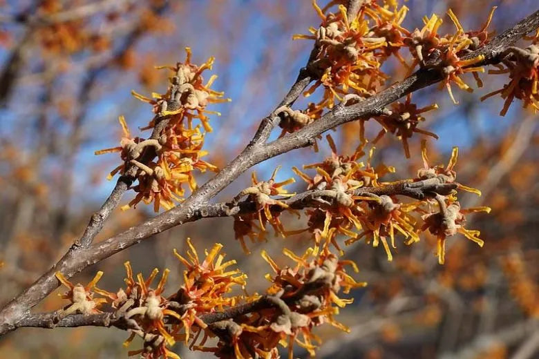 Hamamelis Vernalis - View 27 from www redcrocus com