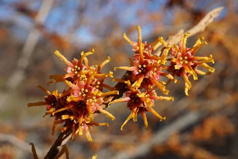 Hamamelis Vernalis - View 29 from www redcrocus com