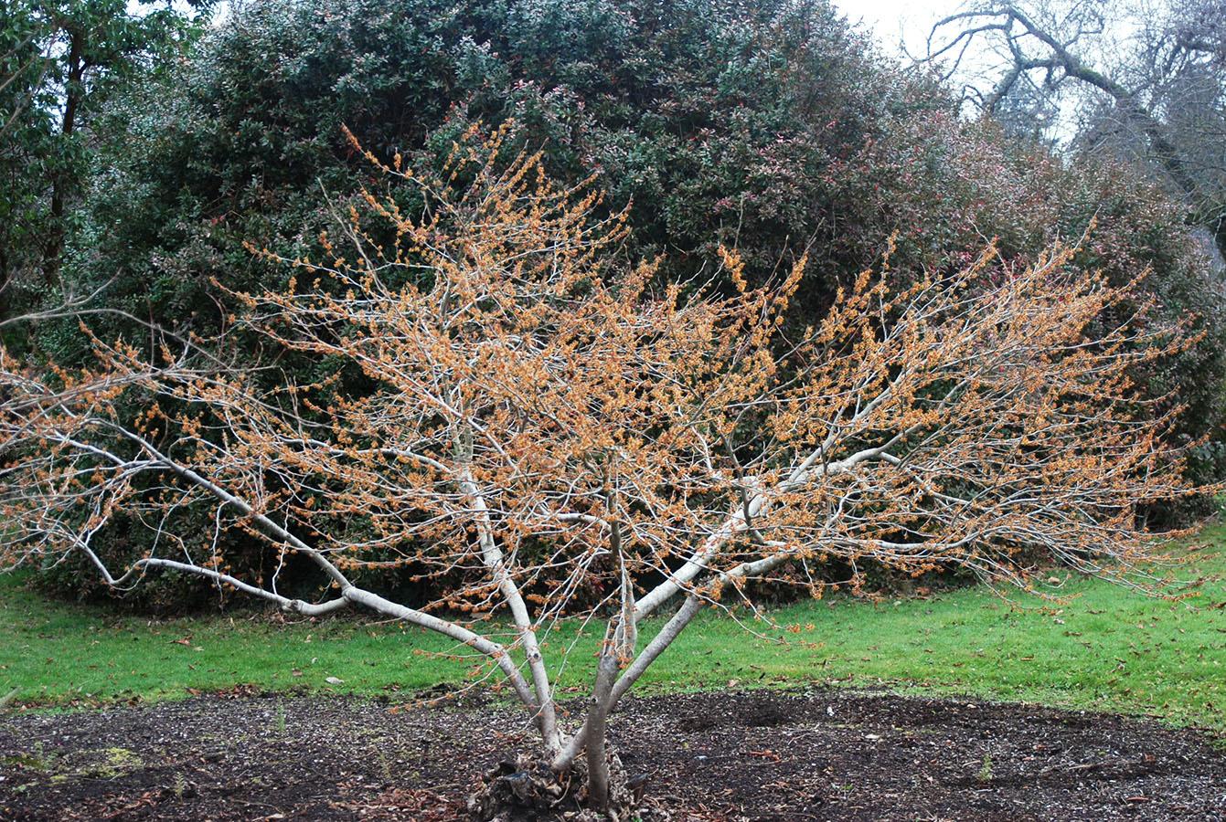 Hamamelis Vernalis - View 2 from www redcrocus com