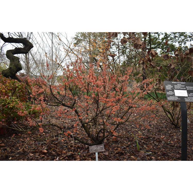 Hamamelis Vernalis - View 31 from www redcrocus com