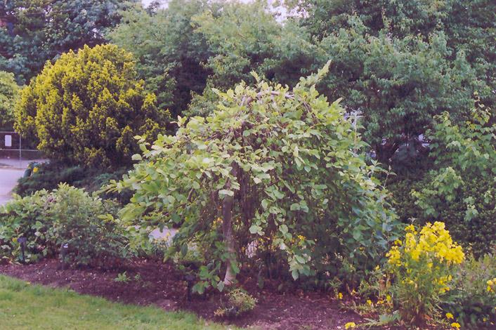 Hamamelis Vernalis - View 32 from www redcrocus com