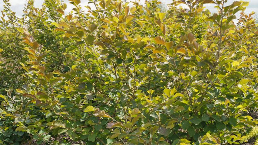 Hamamelis Vernalis - View 33 from www redcrocus com