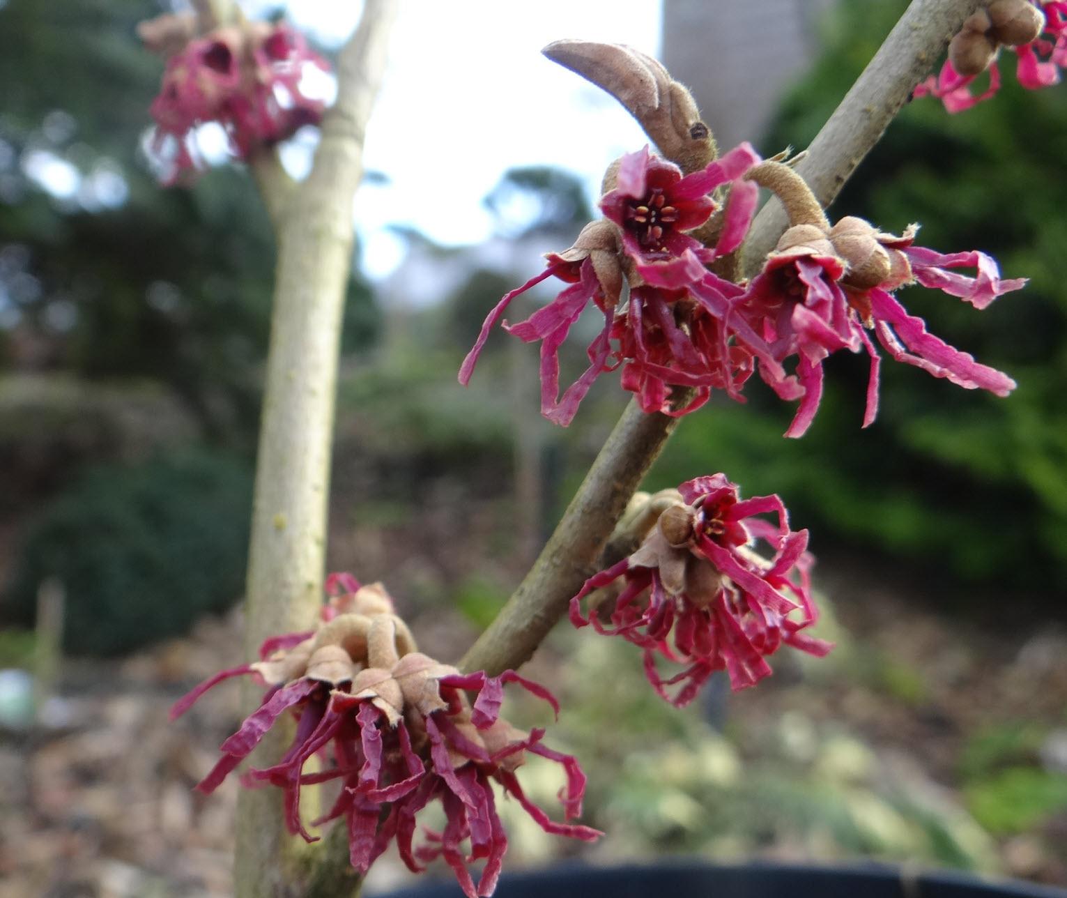Hamamelis Vernalis - View 34 from www redcrocus com