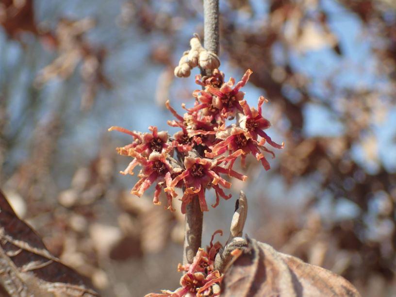 Hamamelis Vernalis - View 35 from www redcrocus com
