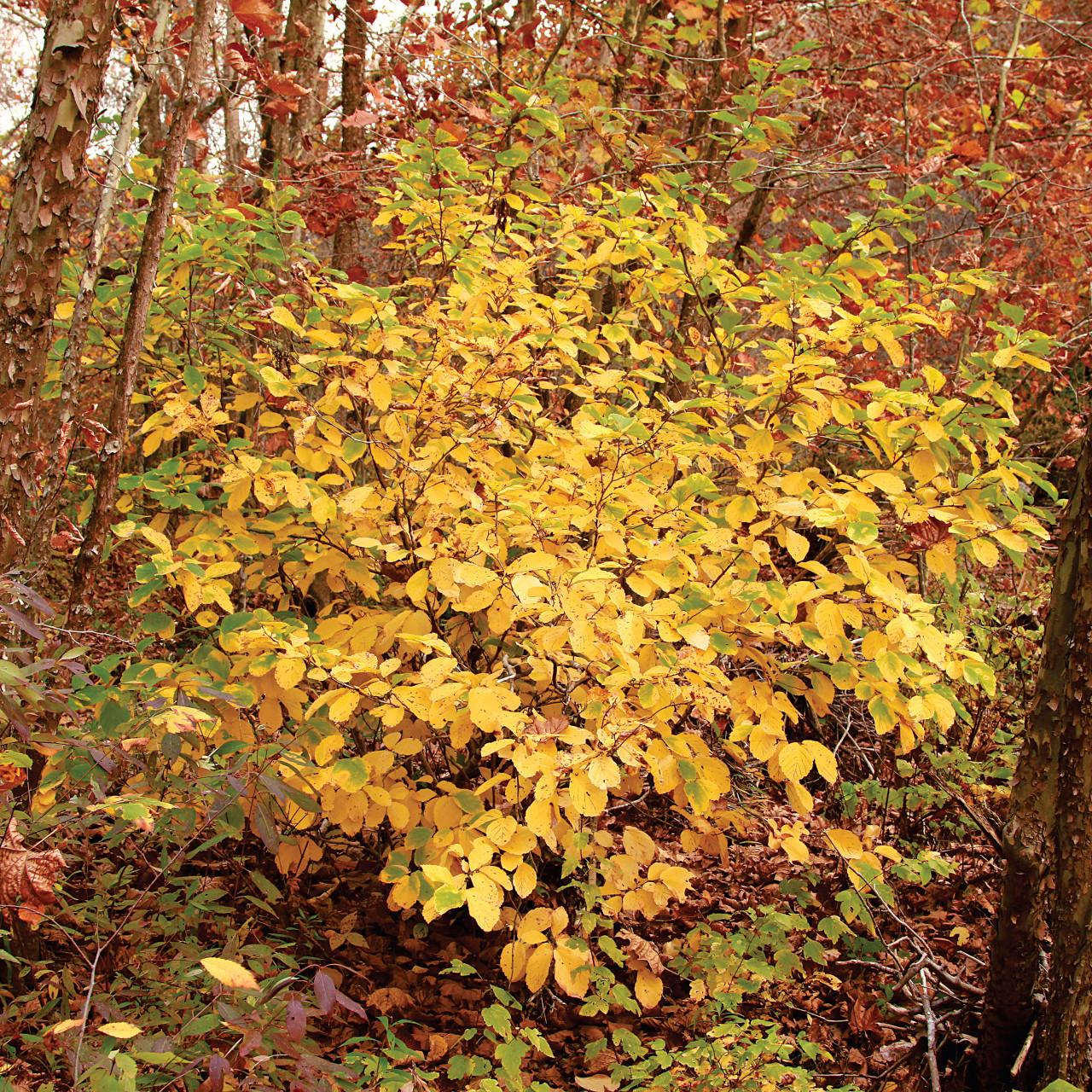 Hamamelis Vernalis - View 3 from www redcrocus com