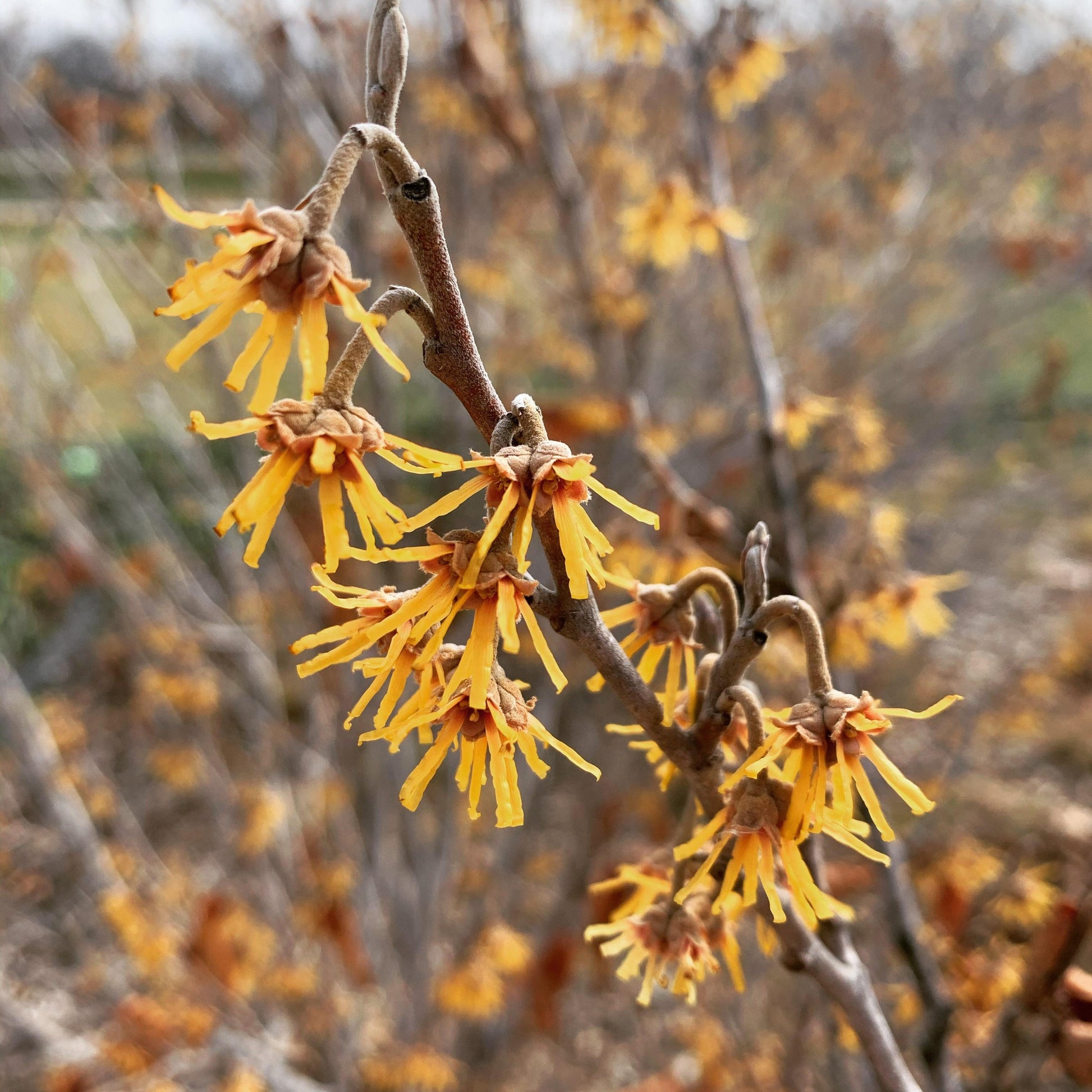Hamamelis Vernalis - View 5 from www redcrocus com