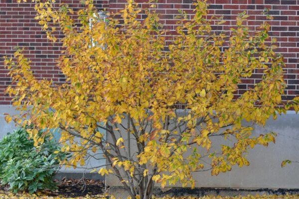 Hamamelis Vernalis - View 6 from www redcrocus com