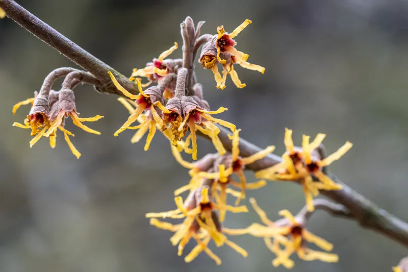 Hamamelis Vernalis - View 7 from www redcrocus com