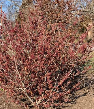 Hamamelis Vernalis - View 9 from www redcrocus com