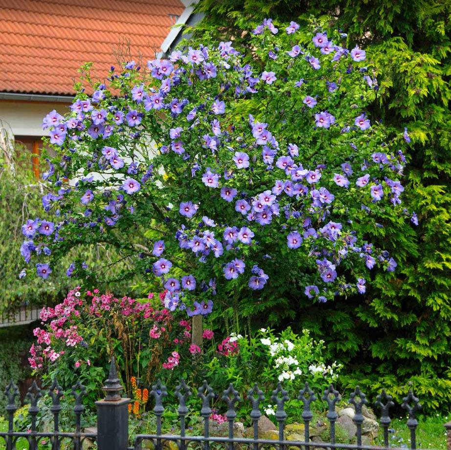 Hibiscus Syriacus 'blue Satin' - View 18 from www redcrocus com