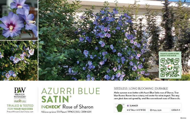 Hibiscus Syriacus 'blue Satin' - View 31 from www redcrocus com