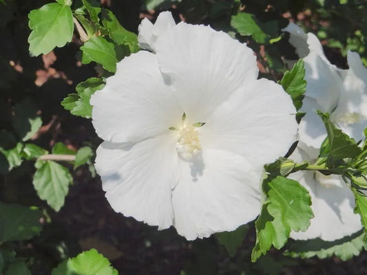Hibiscus Syriacus 'diana' - View 1 from www redcrocus com