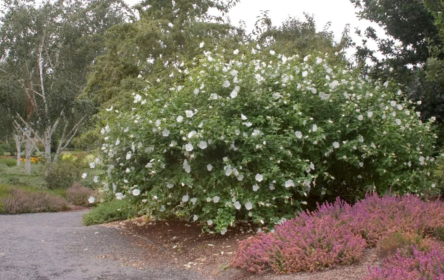 Hibiscus Syriacus 'diana' - View 2 from www redcrocus com