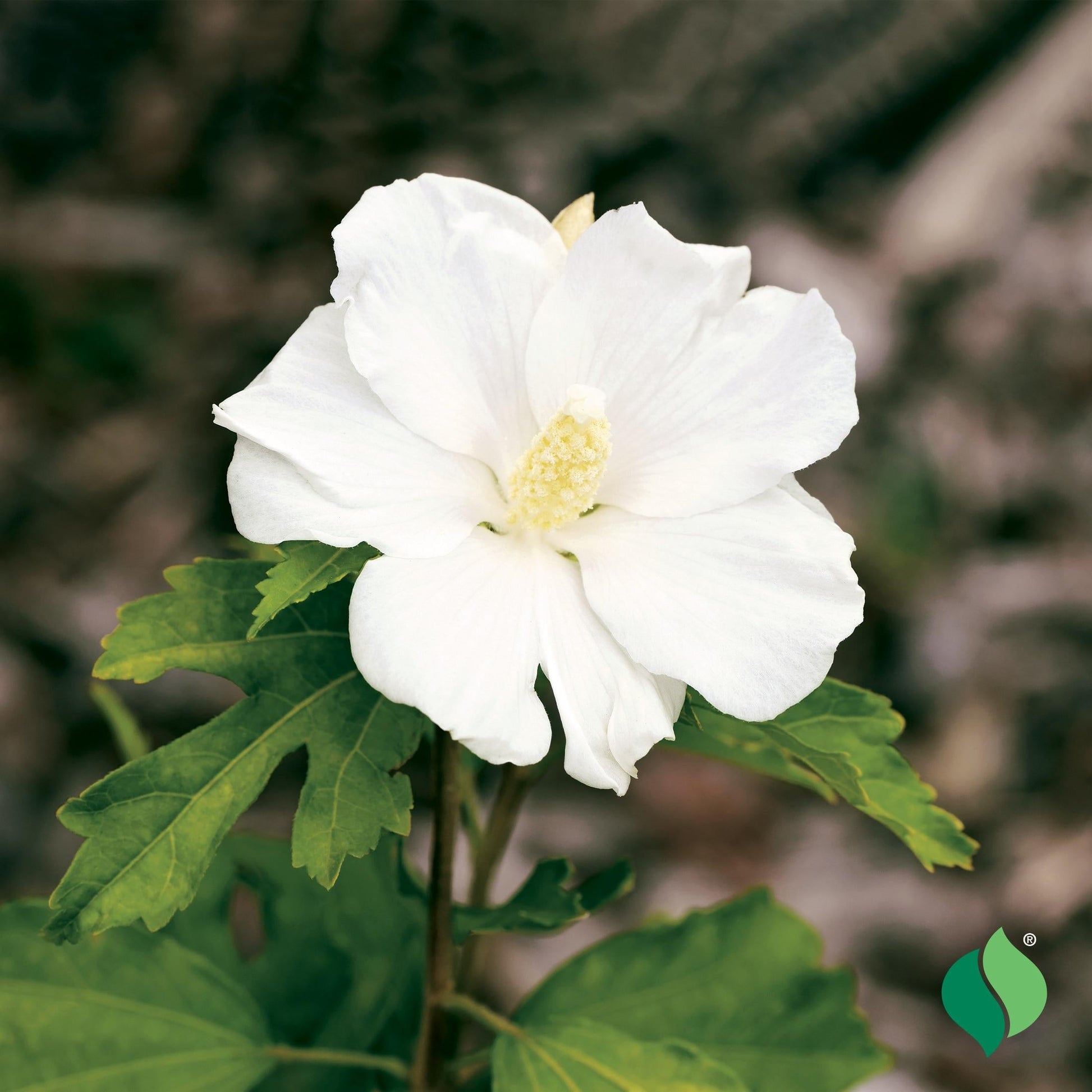 Hibiscus Syriacus 'diana' - View 8 from www redcrocus com