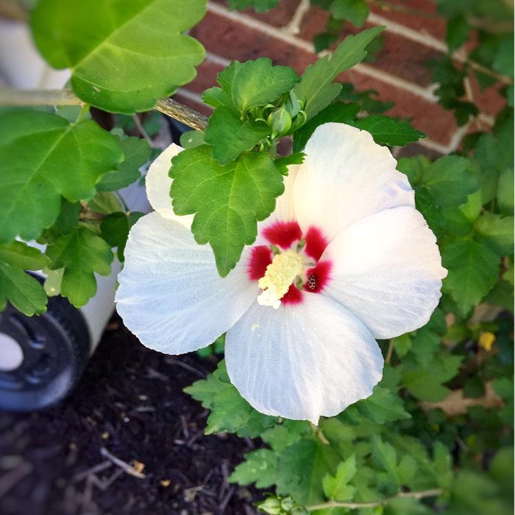 Hibiscus Syriacus Red Heart - View 18 from www redcrocus com