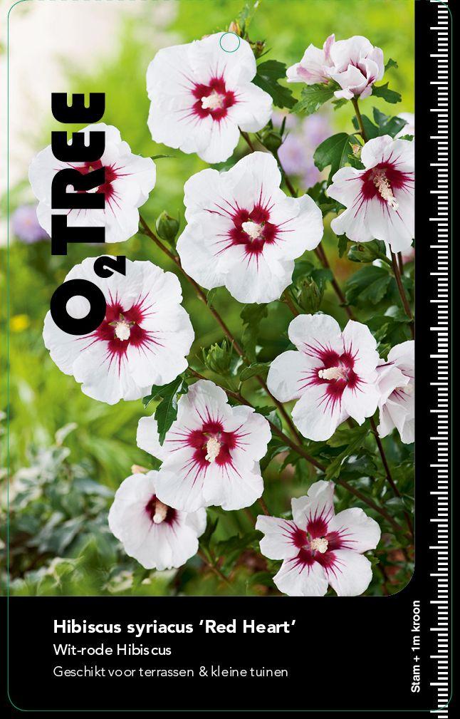 Hibiscus Syriacus Red Heart - View 19 from www redcrocus com