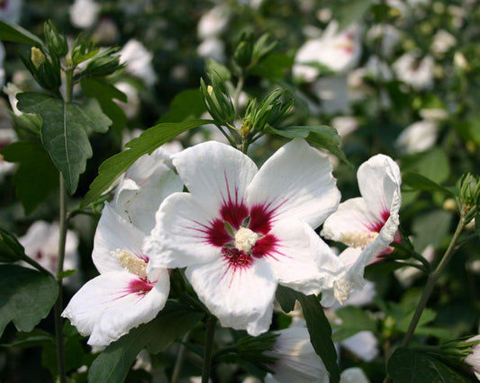 Hibiscus Syriacus Red Heart - View 1 from www redcrocus com