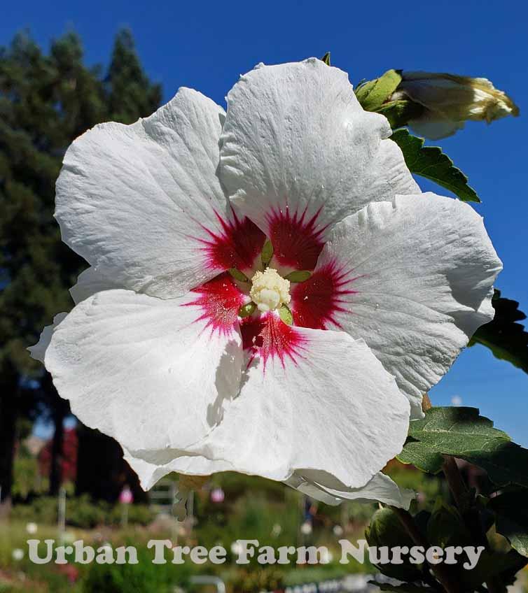 Hibiscus Syriacus Red Heart - View 20 from www redcrocus com