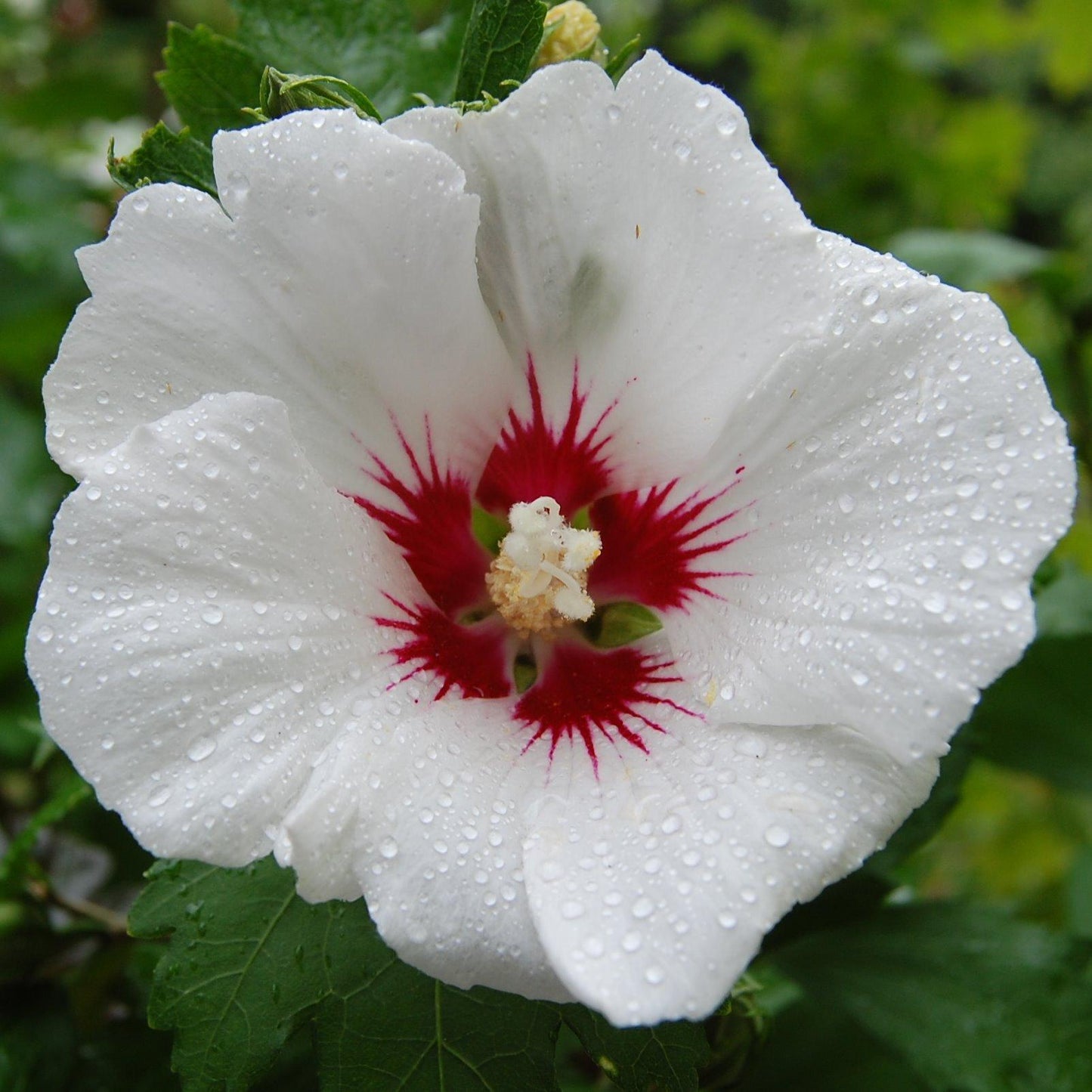 Hibiscus Syriacus Red Heart - View 4 from www redcrocus com