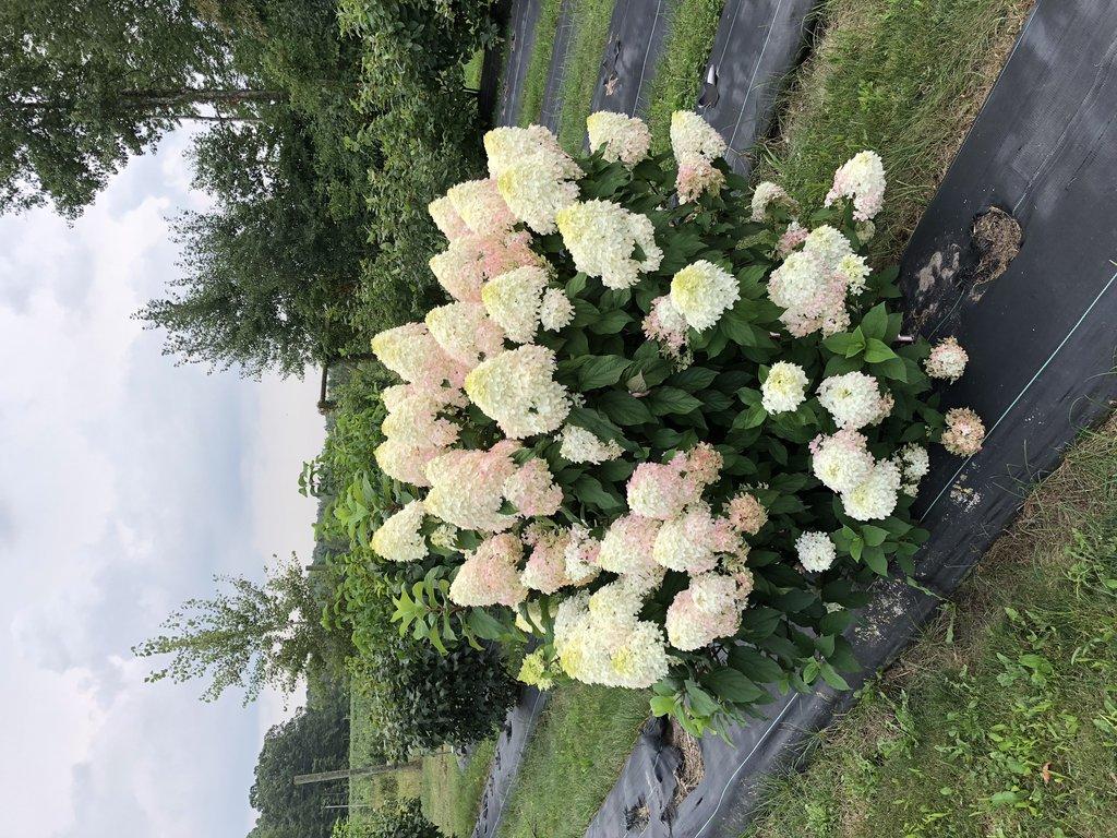 Hydrangea Paniculata Quick Fire - View 14 from www redcrocus com