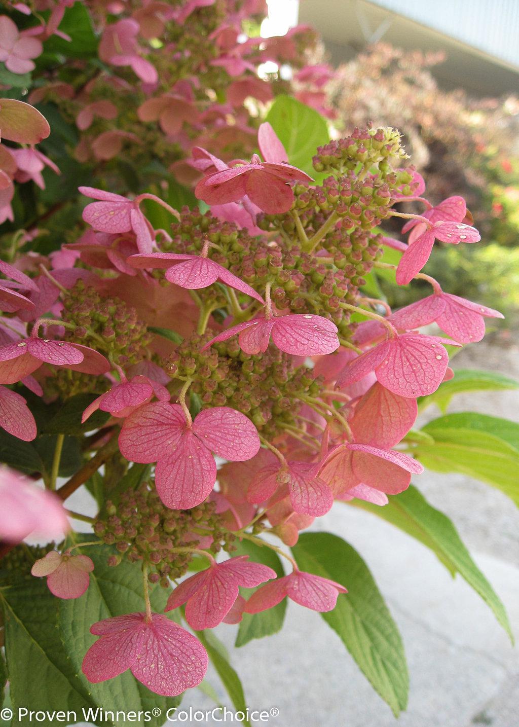 Hydrangea Paniculata Quick Fire - View 3 from www redcrocus com