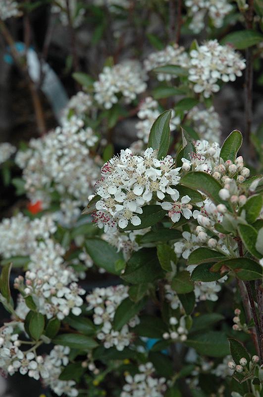 Aronia Arbutifolia Brilliantissima - View 10 from www redcrocus com
