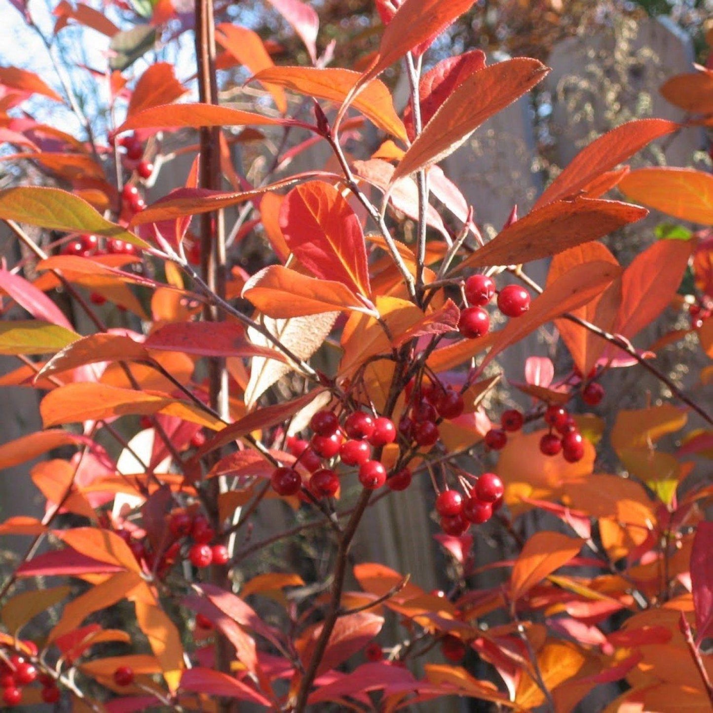 Aronia Arbutifolia Brilliantissima - View 11 from www redcrocus com