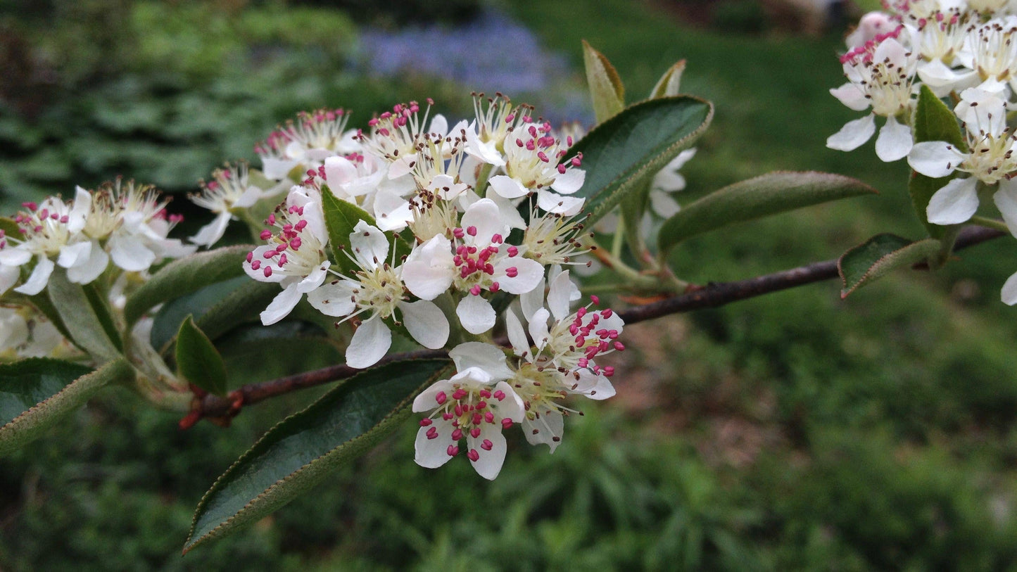 Aronia Arbutifolia Brilliantissima - View 14 from www redcrocus com