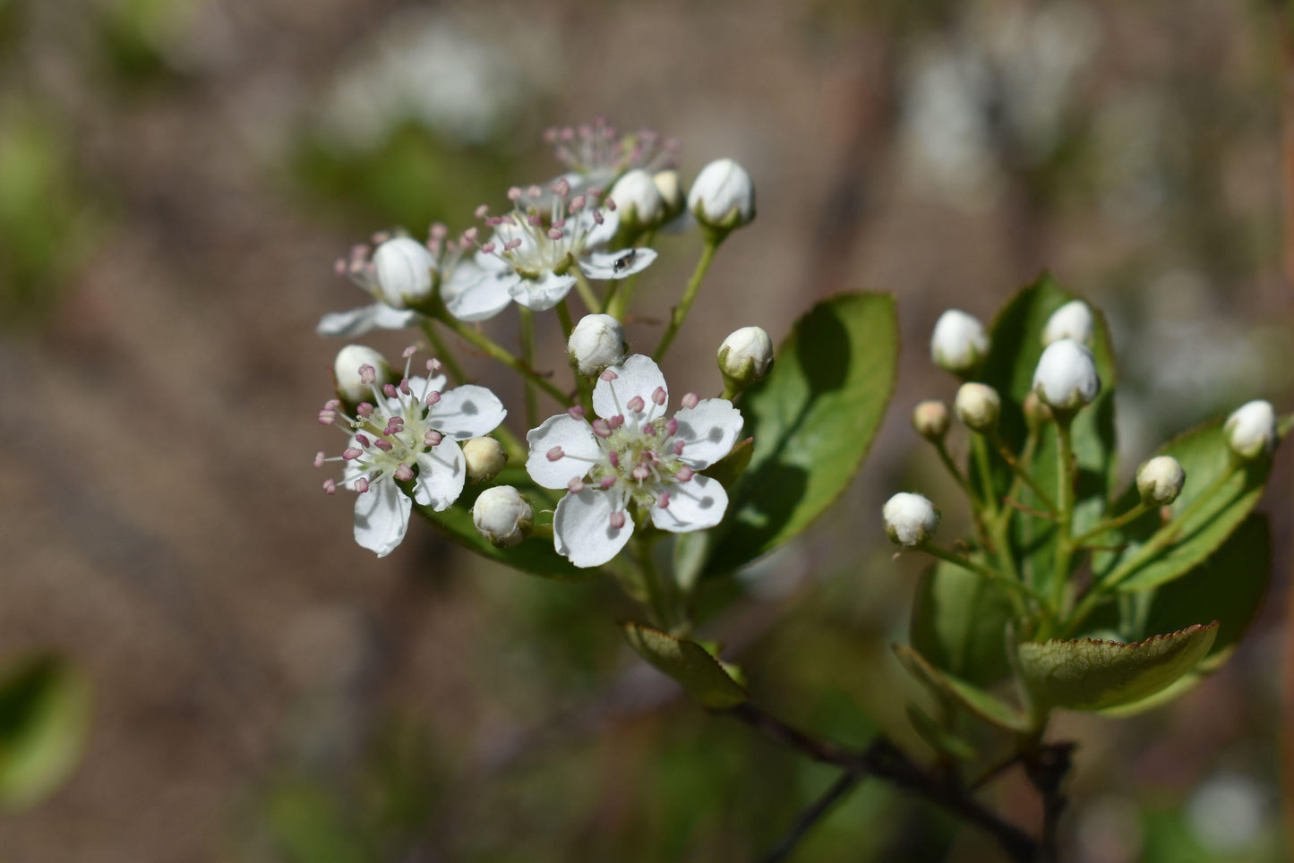 Aronia Arbutifolia Brilliantissima - View 18 from www redcrocus com