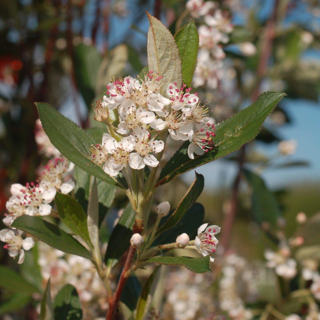 Aronia Arbutifolia Brilliantissima - View 7 from www redcrocus com