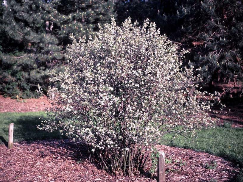Aronia Arbutifolia Brilliantissima - View 8 from www redcrocus com