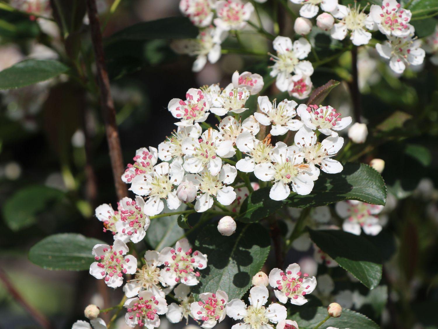 Aronia Arbutifolia Brilliantissima - View 9 from www redcrocus com