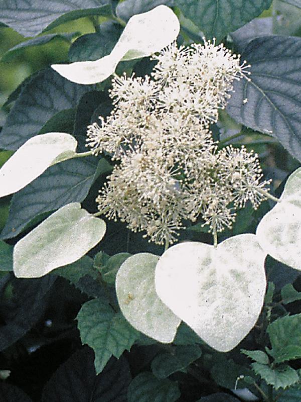 Schizophragma Hydrangeoides 'moonlight' Staked - View 10 from www redcrocus com