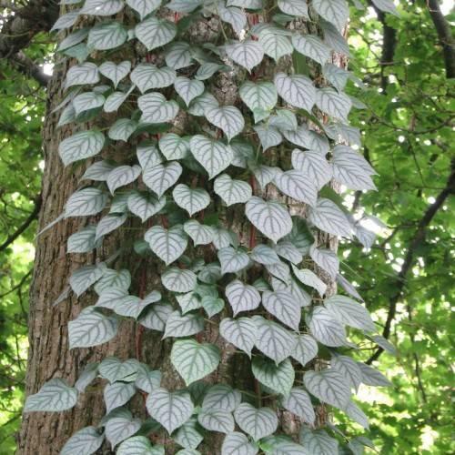 Schizophragma Hydrangeoides 'moonlight' Staked - View 11 from www redcrocus com