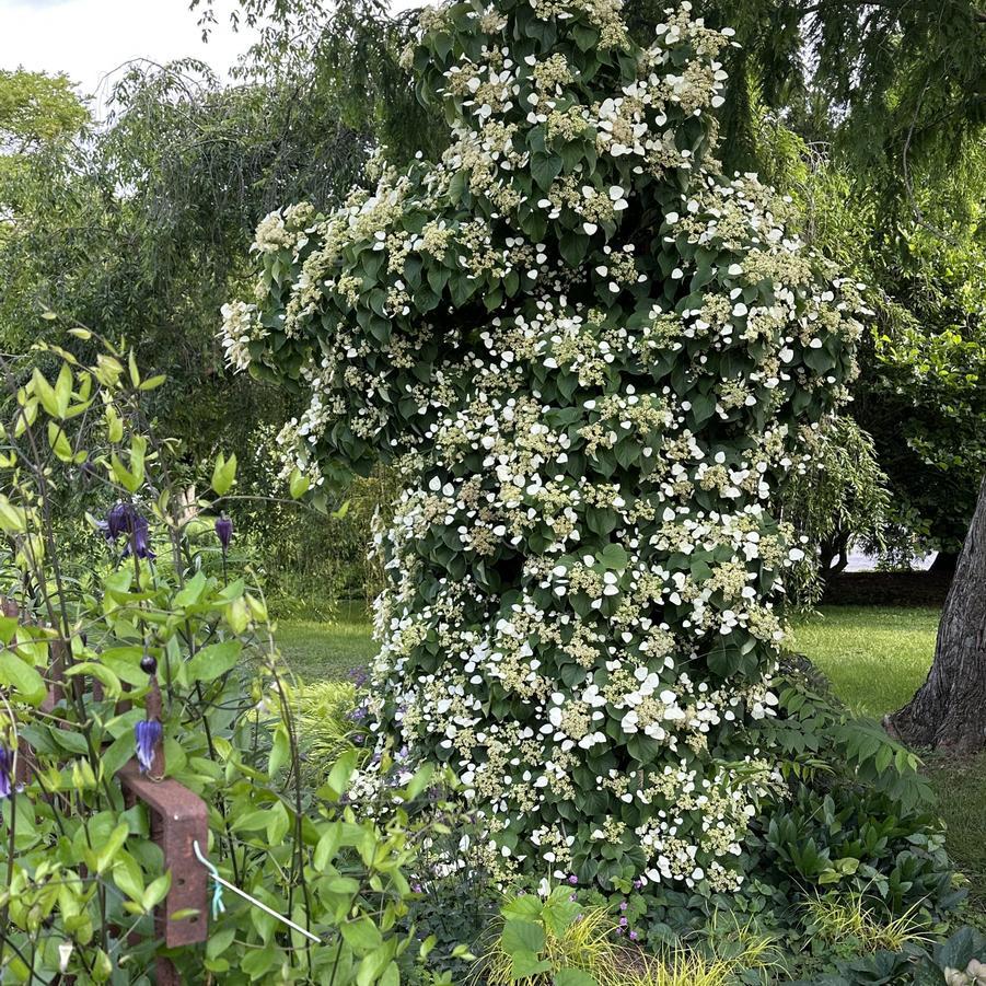 Schizophragma Hydrangeoides 'moonlight' Staked - View 12 from www redcrocus com