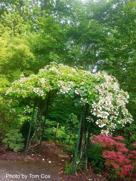 Schizophragma Hydrangeoides 'moonlight' Staked - View 14 from www redcrocus com