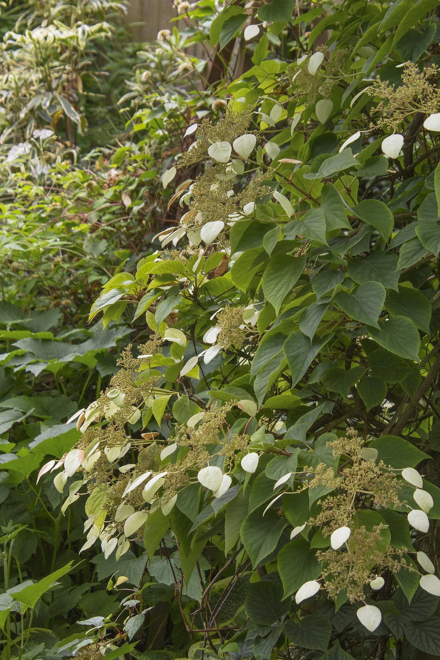 Schizophragma Hydrangeoides 'moonlight' Staked - View 16 from www redcrocus com