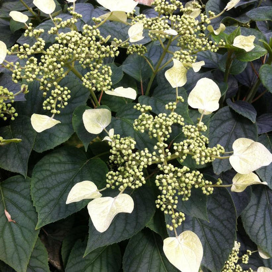 Schizophragma Hydrangeoides 'moonlight' Staked - View 1 from www redcrocus com