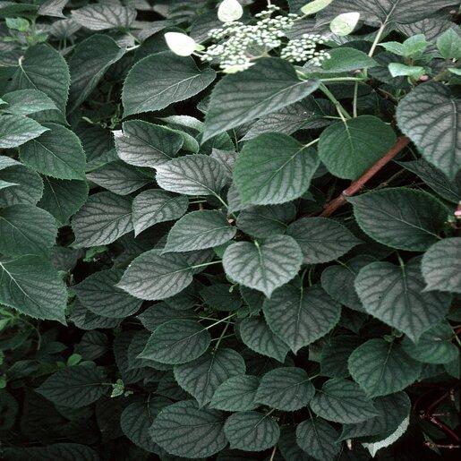 Schizophragma Hydrangeoides 'moonlight' Staked - View 2 from www redcrocus com