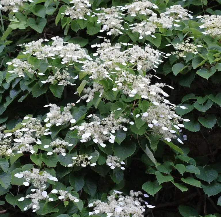 Schizophragma Hydrangeoides 'moonlight' Staked - View 3 from www redcrocus com