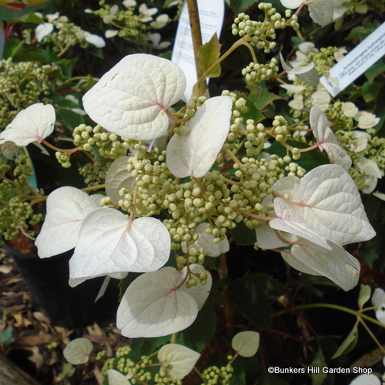 Schizophragma Hydrangeoides 'moonlight' Staked - View 5 from www redcrocus com