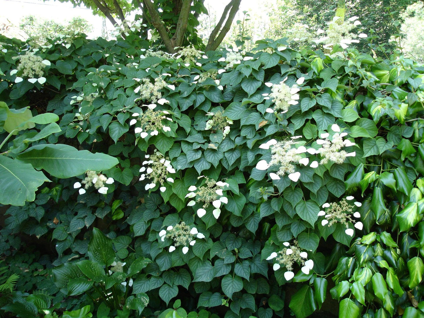 Schizophragma Hydrangeoides 'moonlight' Staked - View 8 from www redcrocus com