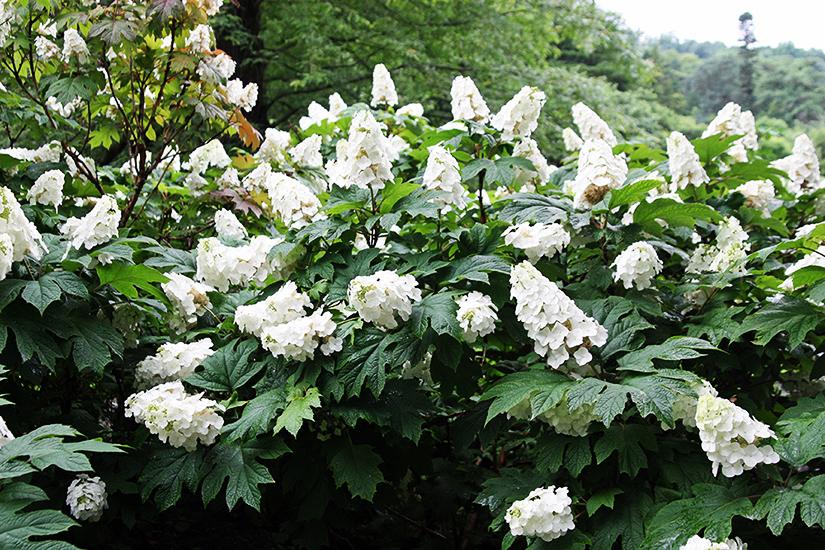 Hydrangea Quercifolia Snow Queen - View 15 from www redcrocus com